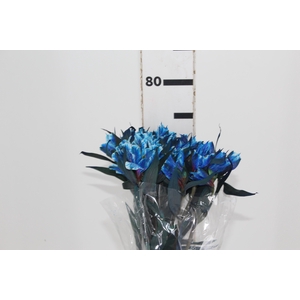 ALSTROEMERIA TINGIDA 080 CM AZUL