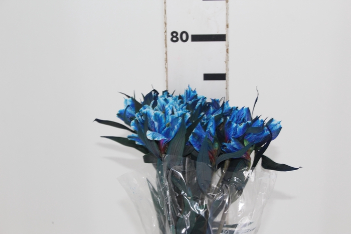 <h4>ALSTROEMERIA TINGIDA 080 CM AZUL</h4>