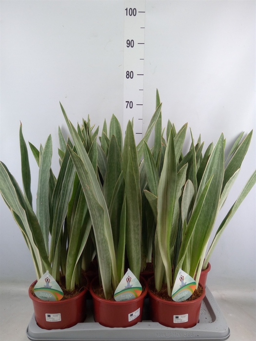 <h4>Sansevieria trifa.   ...</h4>