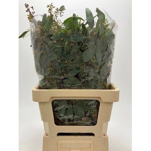 EUC POPUL M BEERE BD 250gr ANGEBOT