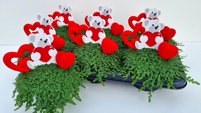 <h4>SOLEI SOL GROEN</h4>