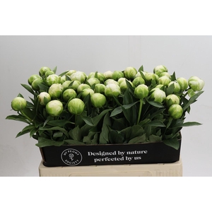 Paeonia Madame Claude Tain