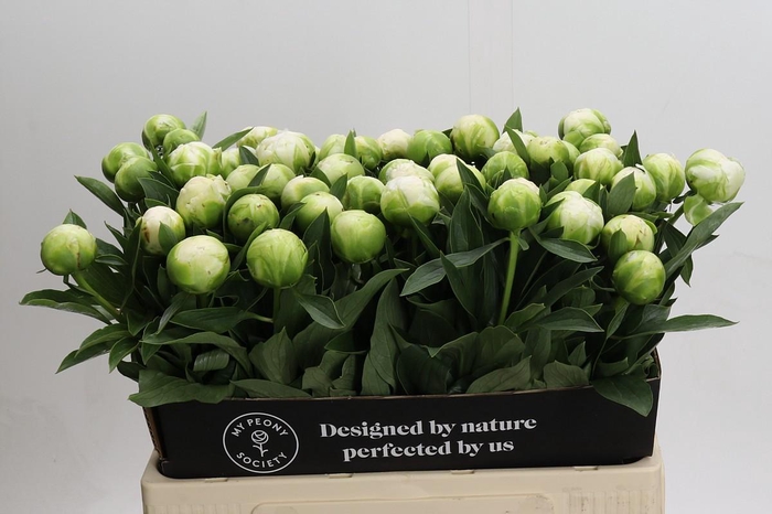 <h4>Paeonia Madame Claude Tain</h4>