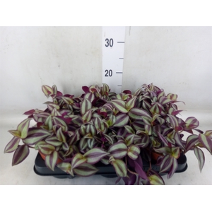 Tradescantia zebr. 'Violet Hill'