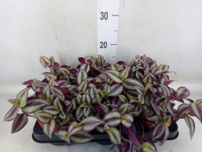 <h4>Tradescantia zebr. 'Violet Hill'</h4>