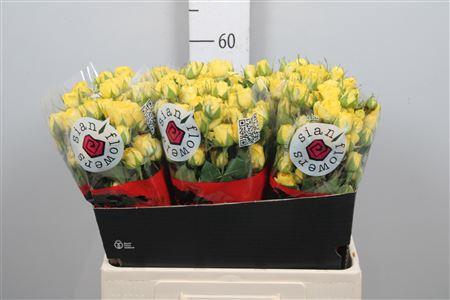 R Tr Golden Blossoms