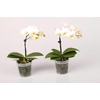 PHALAENOPSIS-HYBRID p9
