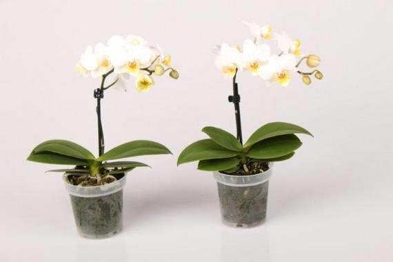 PHALAENOPSIS-HYBRID p9
