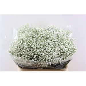 Gyps Pa Zi Discovery