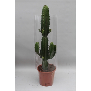 Euphorbia Acrurensis