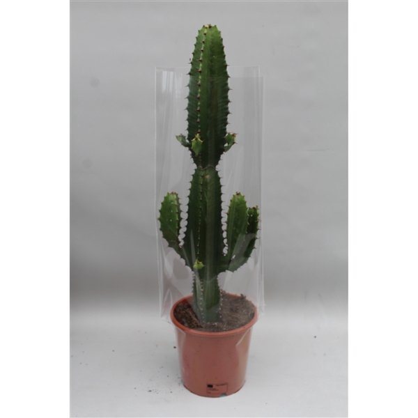 <h4>Euphorbia Acrurensis</h4>