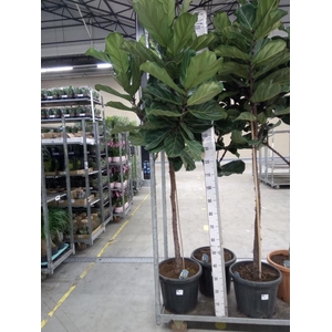 Ficus lyrata