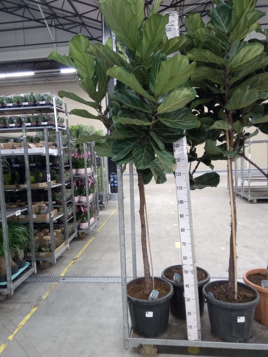<h4>Ficus lyrata</h4>