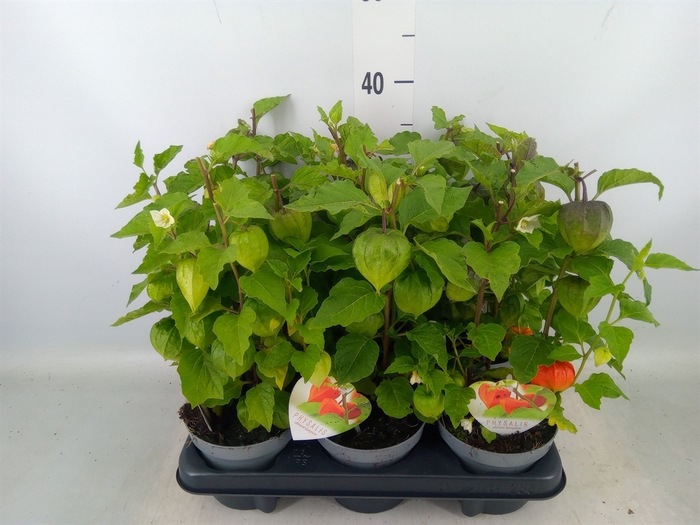 <h4>Physalis alkekengi</h4>