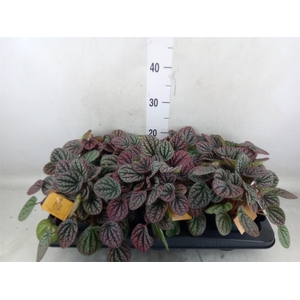 Peperomia