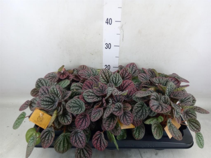 <h4>Peperomia</h4>