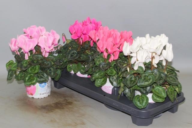 <h4>CYCL SUPER XL P13</h4>