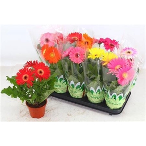 Gerbera gemengd