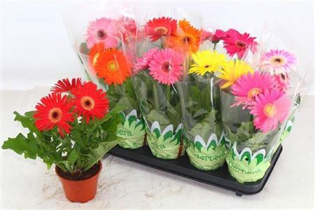 <h4>Gerbera gemengd</h4>