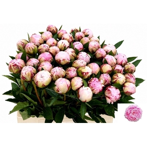 PAEO L SARA BERNHARD