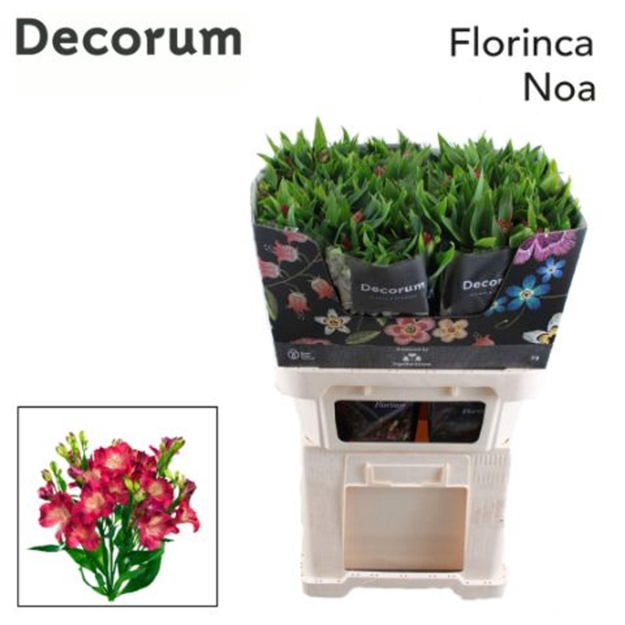 <h4>ALSTROEMERIA FLOR. 'NOA'</h4>