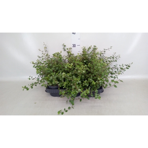 Muehlenbeckia com. 'Mao'ri'