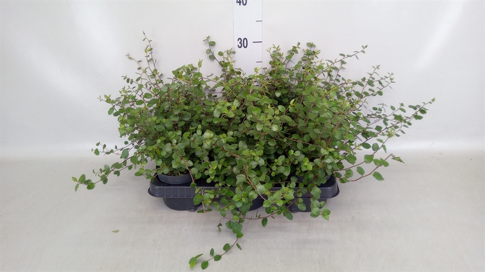 <h4>Muehlenbeckia com. 'Mao'ri'</h4>