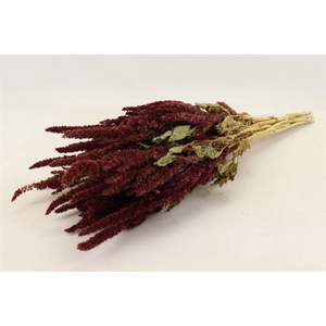 Bunch Amaranthus Slv 200g L50D30