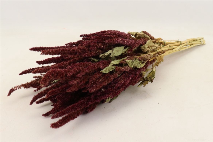 <h4>Bunch Amaranthus Slv 200g L50D30</h4>