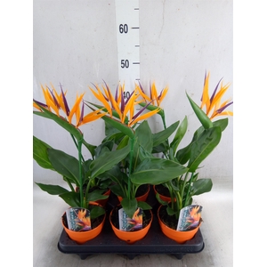 Arr.  Strelitzia L%