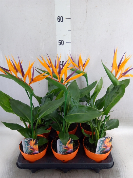 <h4>Arr.  Strelitzia L%</h4>