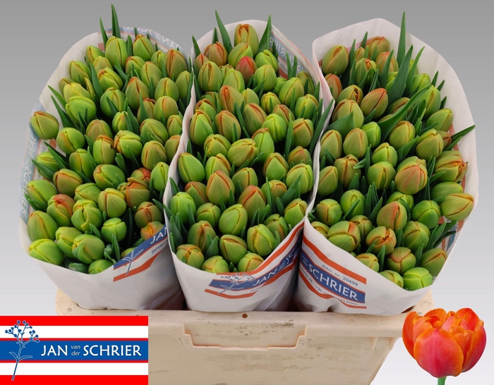 <h4>TU DU ICOON</h4>