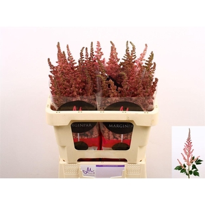 Astilbe C Vi Pink