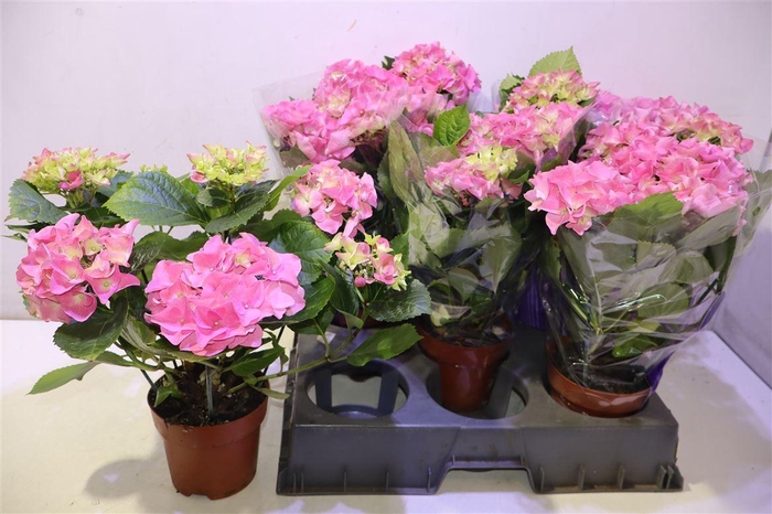 <h4>arr8 Hydr M Early Rosa</h4>