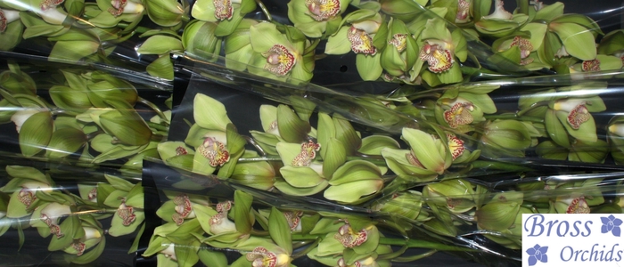 <h4>CYMB T MELISSA</h4>