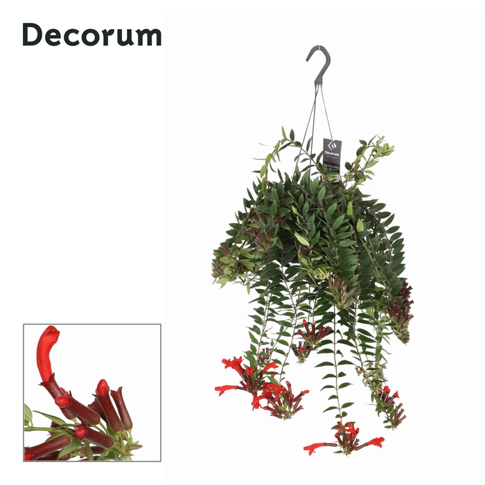 <h4>AESCHYN CAROLINE</h4>