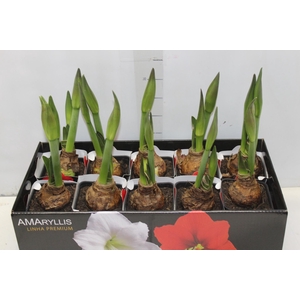 AMARYLLIS P14 MIN 2 HT