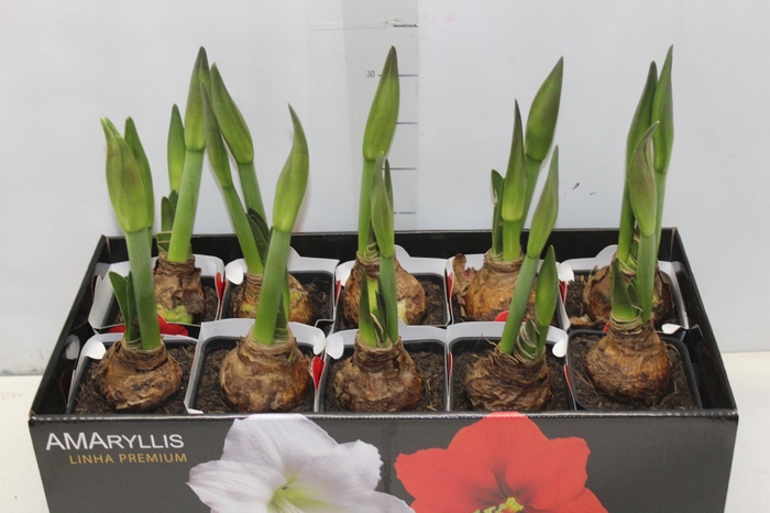 AMARYLLIS P14 MIN 2 HT