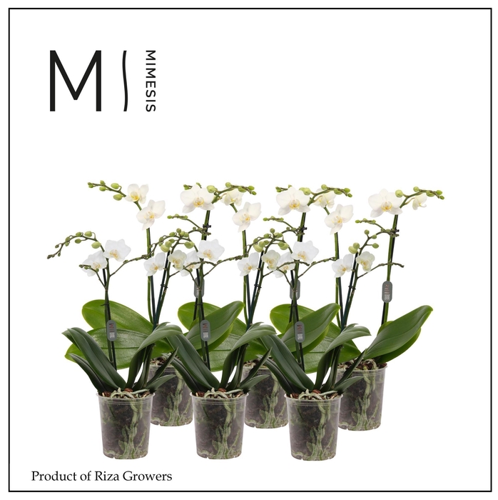 <h4>Phalaenopsis White 2 spike – 9cm | Mimesis</h4>