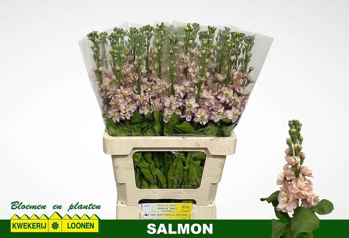 <h4>MATTH MILLA SALMON</h4>