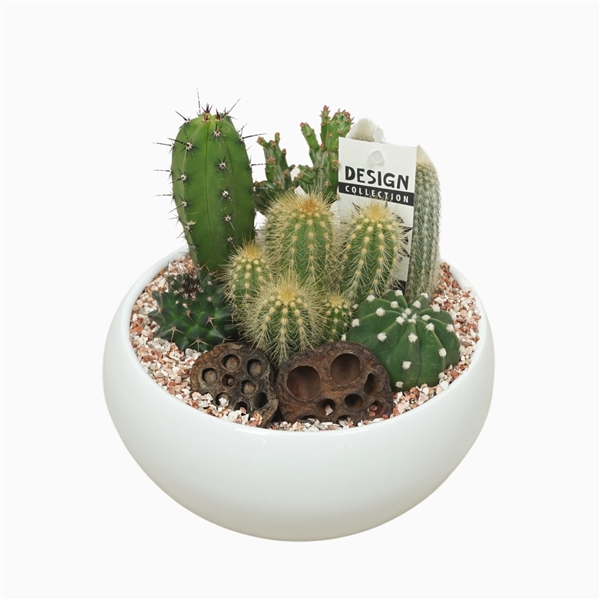 <h4>Witte cactusschaal 19 cm met etiket</h4>