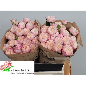 R TR ROYAL BLUSH