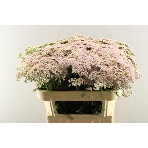 Achillea Pink Floyd (rose)