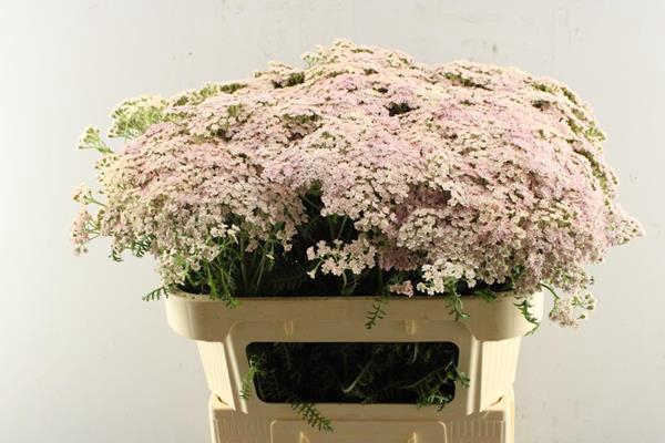 <h4>Achillea Pink Floyd (rose)</h4>