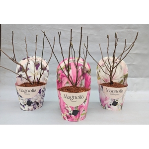 Magnolia 'Mix' 17 cm in potcover