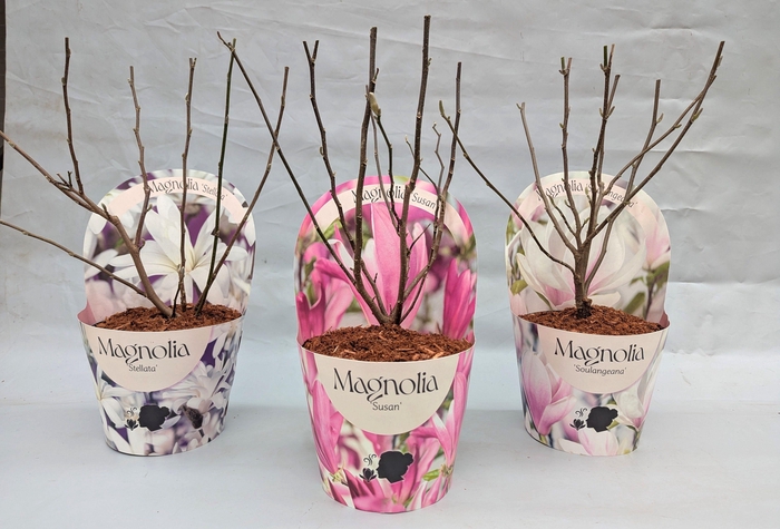 <h4>Magnolia 'Mix' 17 cm in potcover</h4>