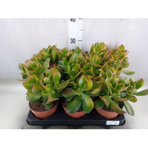 Crassula ovata 'Sunset'