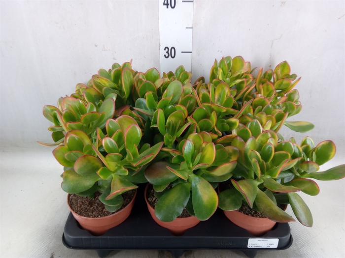 <h4>Crassula ovata 'Sunset'</h4>