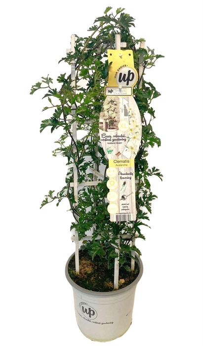 <h4>Clematis Avalanche</h4>