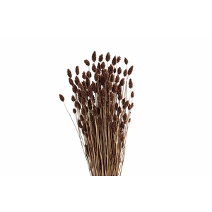 Dried Phalaris X5 Brown Bunch